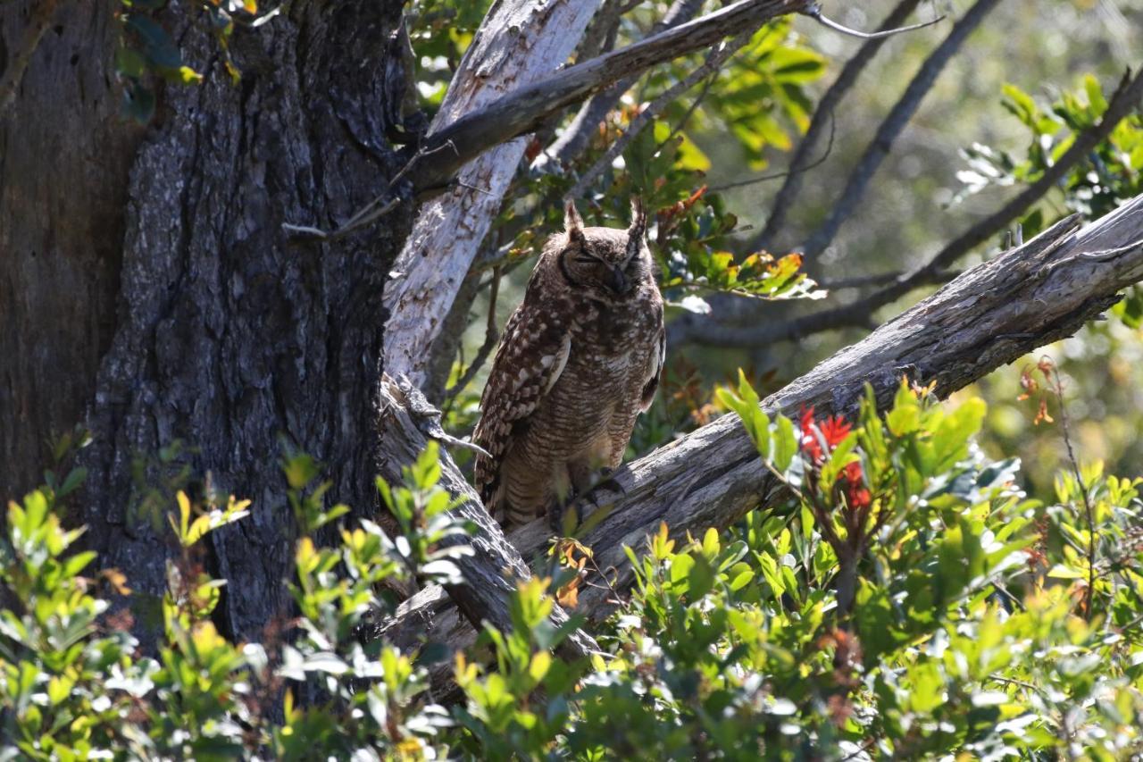 The Wood Owl Natureʼs Valley Esterno foto